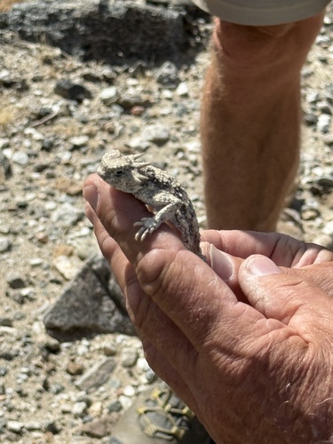 iNaturalist observation photo of Desert Horned Lizard