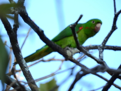 Psittacara leucophthalmus