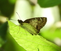 Antigonus emorsa