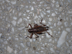 Pachytrachis gracilis