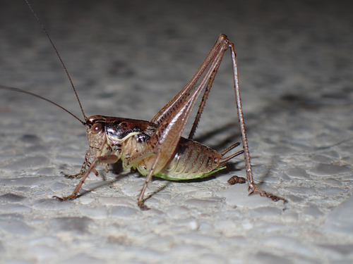 Graceful Bush-cricket