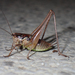 Graceful Bush-Cricket - Photo (c) Julien Renoult, some rights reserved (CC BY), uploaded by Julien Renoult