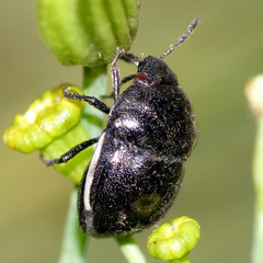 Corimelaena lateralis