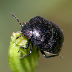 Corimelaena lateralis
