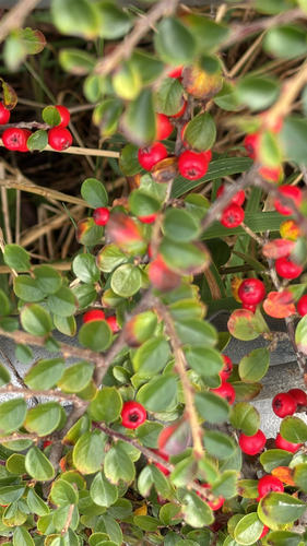 Foto de Cotoneaster