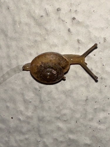 Trochonanina observed 2025-04-04
