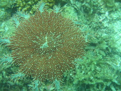 Acanthaster