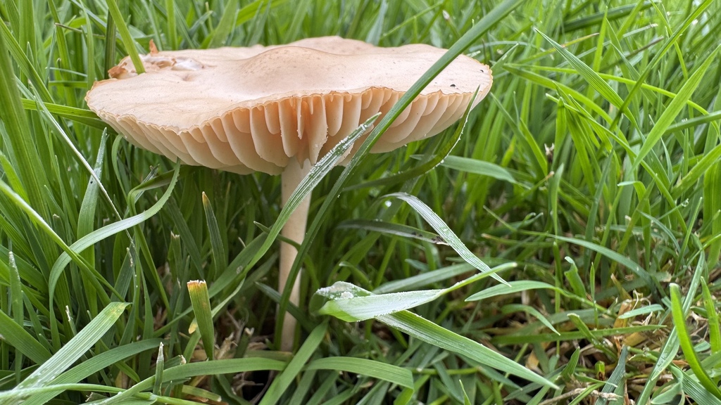 Marasmius oreades · April 2025 · photo: © frankashwood (iNaturalist, cc-by)