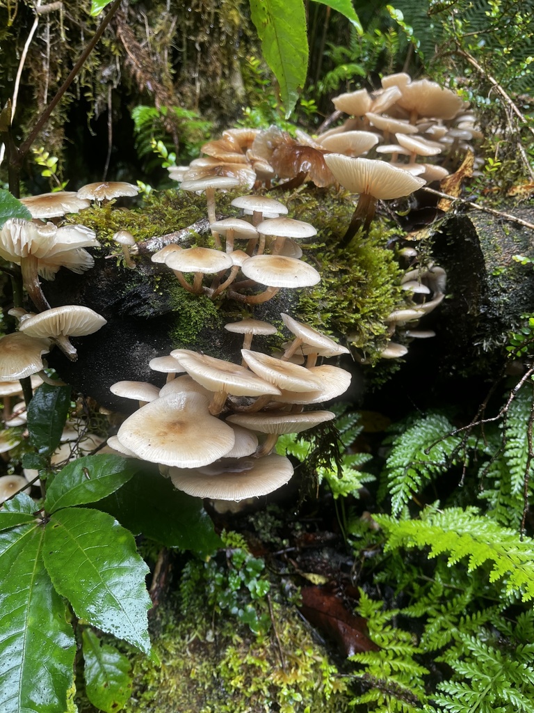 Armillaria novae-zelandiae · April 2025 · photo: © ofo68 (iNaturalist, cc-by-nc-sa)