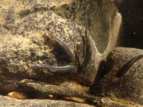 Whitehead's hillstream loach (Protomyzon whiteheadi) — Balitoridae — 2