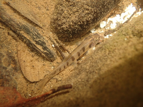 Hanitschs bergloach (Glaniopsis hanitschi) — Balitoridae
