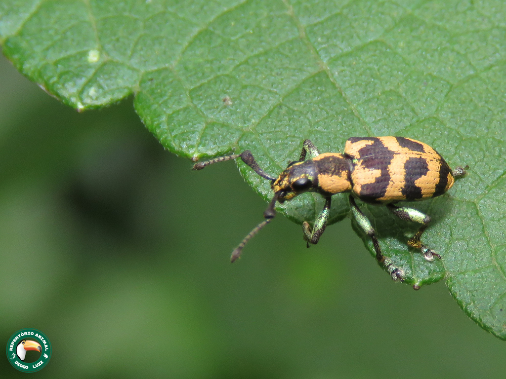 Platyomus septempunctatus