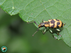 Platyomus septempunctatus