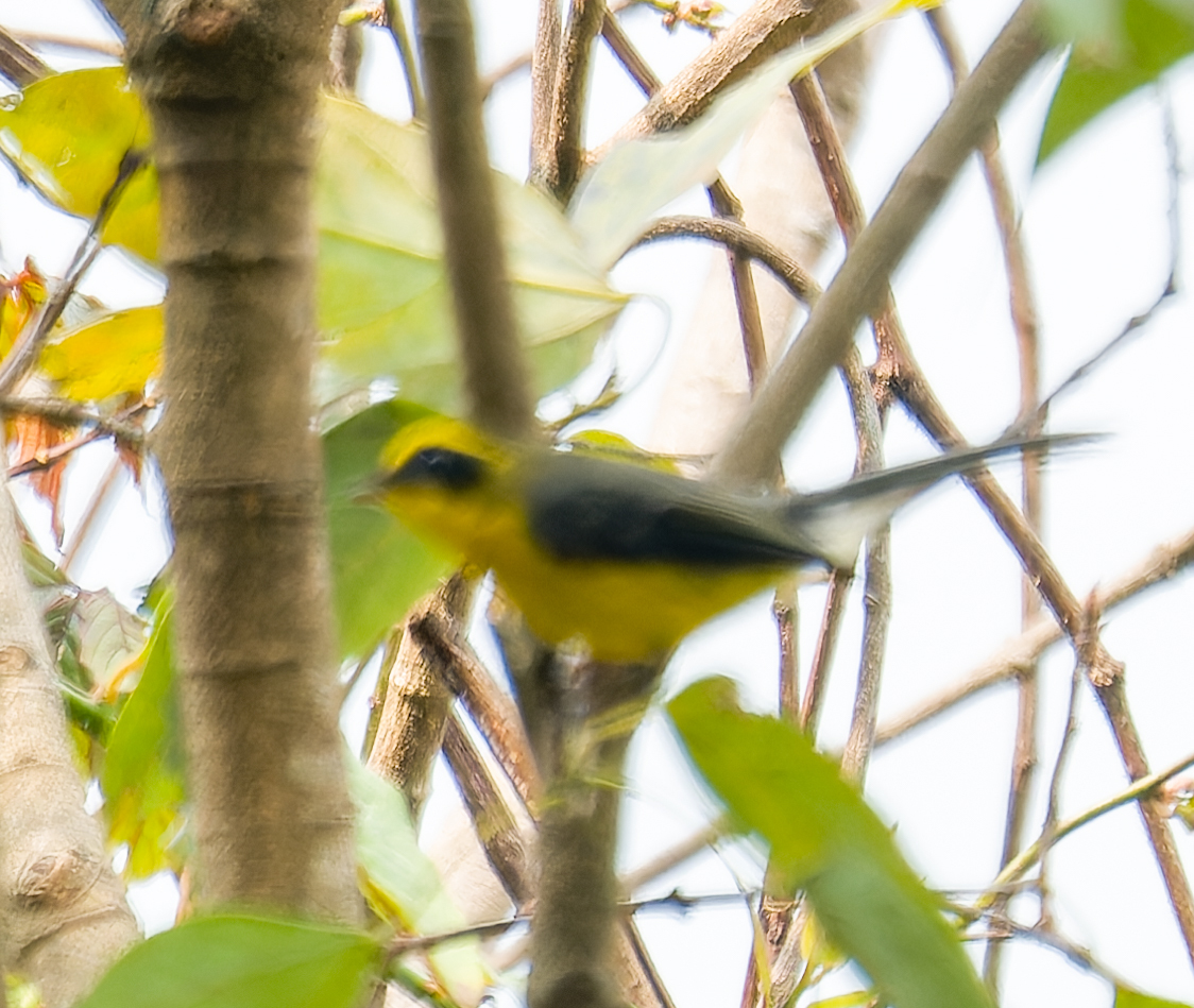 Yellow-bellied Fantail