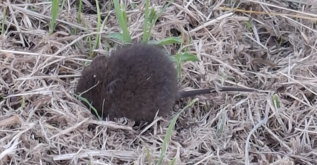 Emu Rats Australian Swamp Rat from Emu Plains NSW 2750, Australia on April 5 ...
