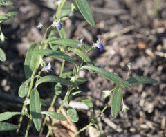Collinsia torreyi wrightii
