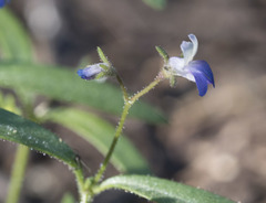 Collinsia torreyi wrightii