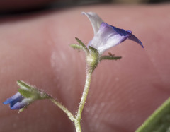 Collinsia torreyi wrightii