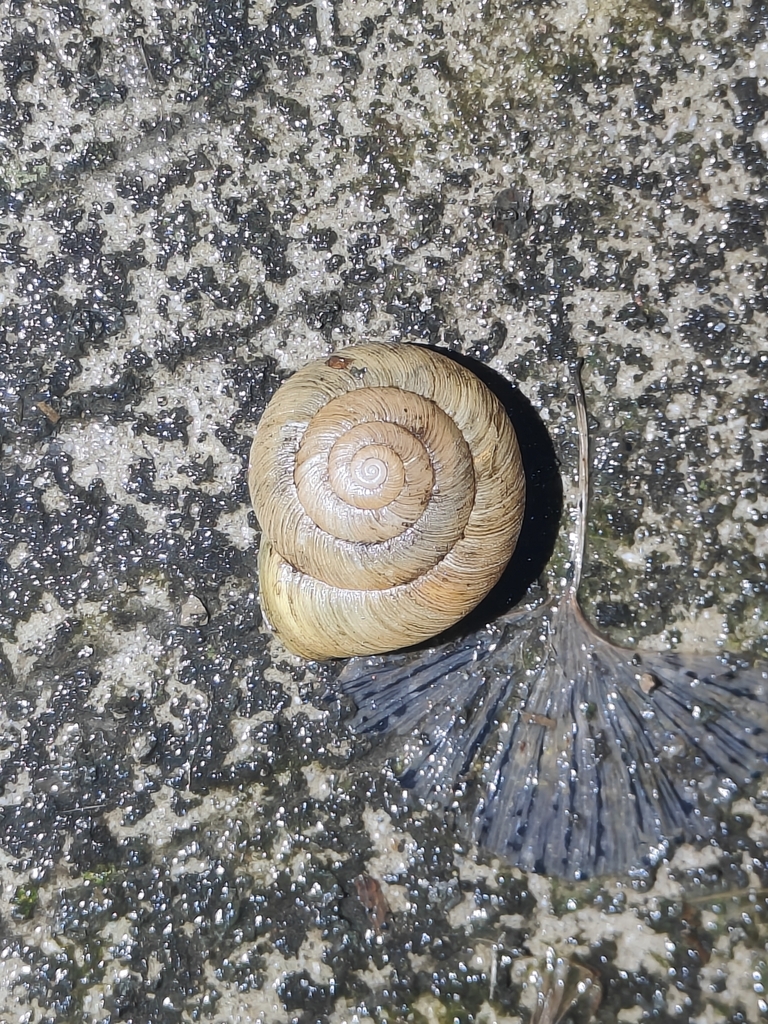 Coccoglypta pinchoniana