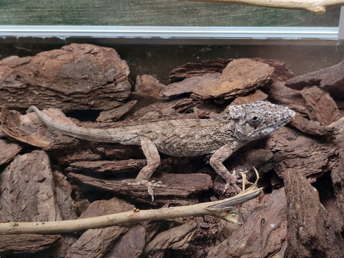 Short-bearded Anole, Anolis chamaeleonides