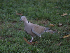 Streptopelia decaocto