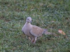 Streptopelia decaocto