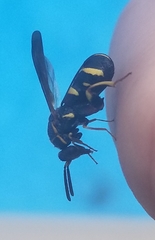 Leucospis