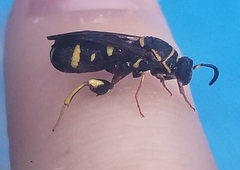 Leucospis