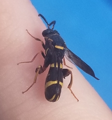 Leucospis