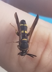 Leucospis