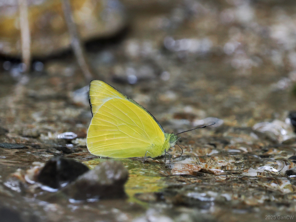 Saletara panda (Saletara panda)