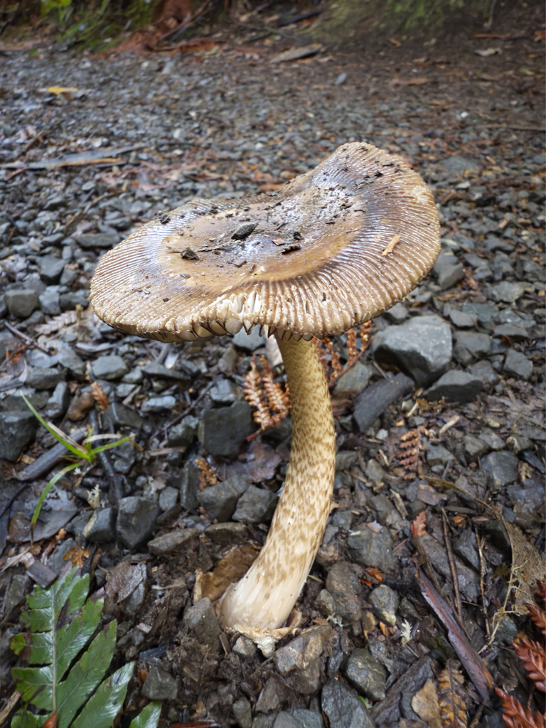 Amanita pekeoides · April 2025 · photo: © jeremy_rolfe (iNaturalist, cc-by)