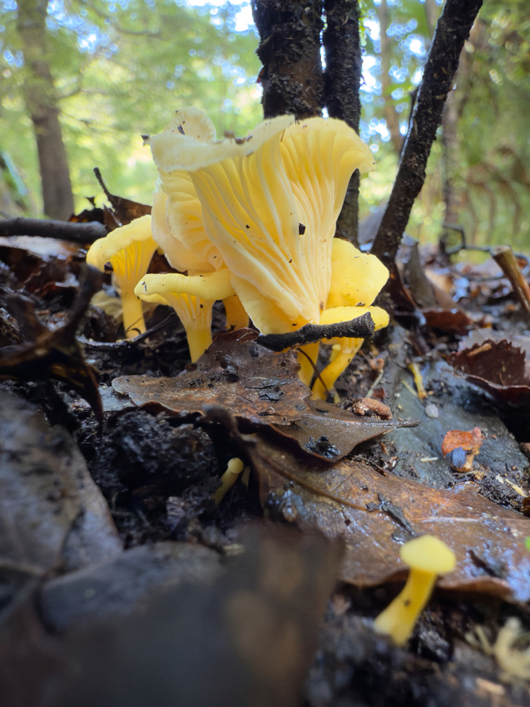 Cantharellus wellingtonensis · April 2025 · photo: © jeremy_rolfe (iNaturalist, cc-by)