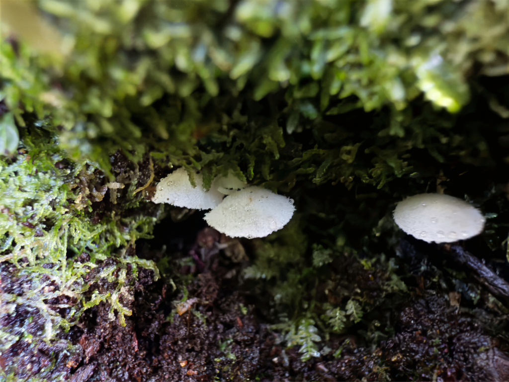 Rhodocollybia delicata