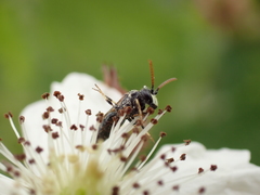Hylaeus hyalinatus