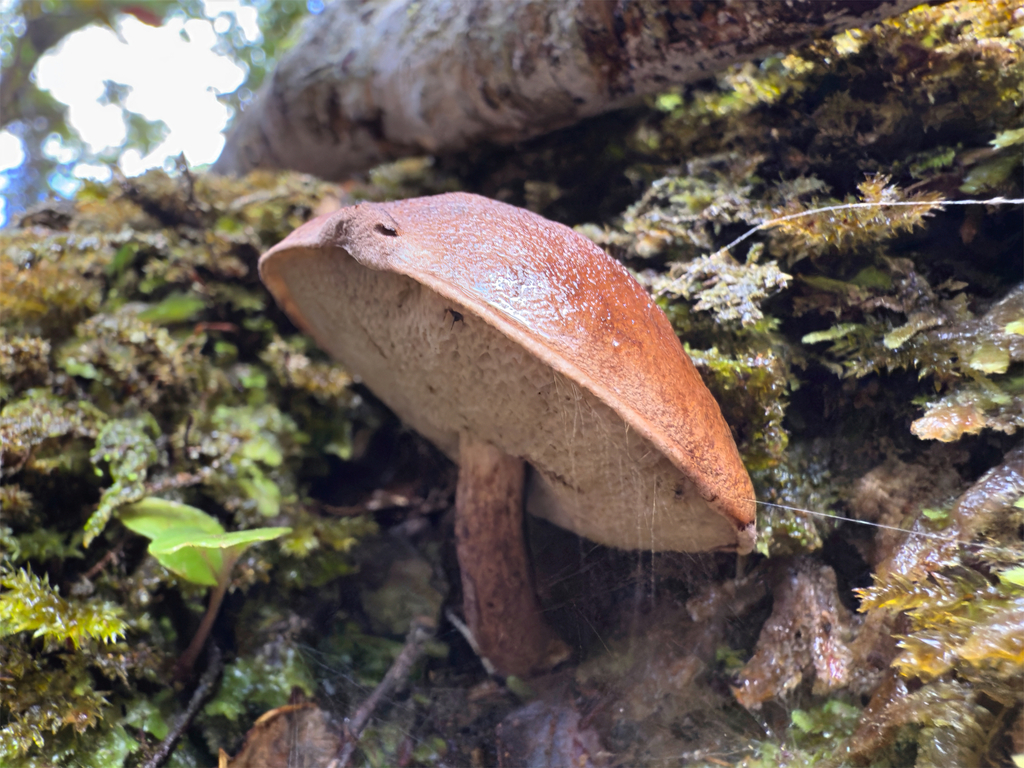 Austroboletus novae-zelandiae · April 2025 · photo: © jeremy_rolfe (iNaturalist, cc-by)