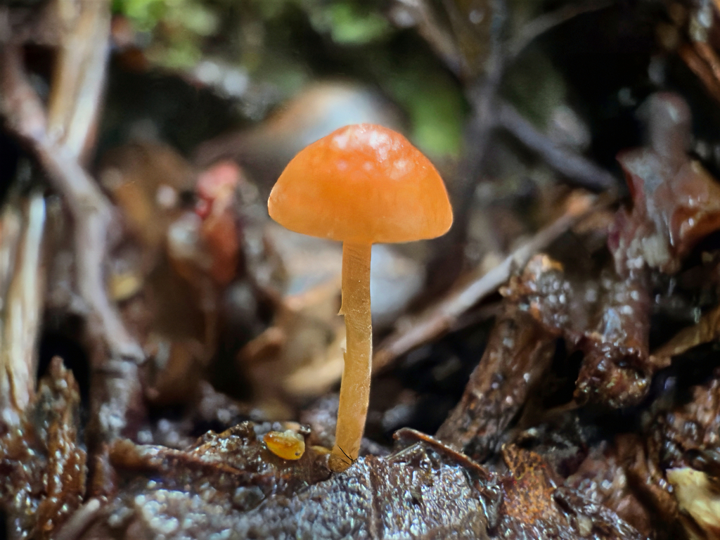 Omphalina wellingtonensis