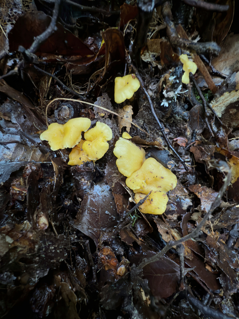 Cantharellus wellingtonensis · April 2025 · photo: © jeremy_rolfe (iNaturalist, cc-by)