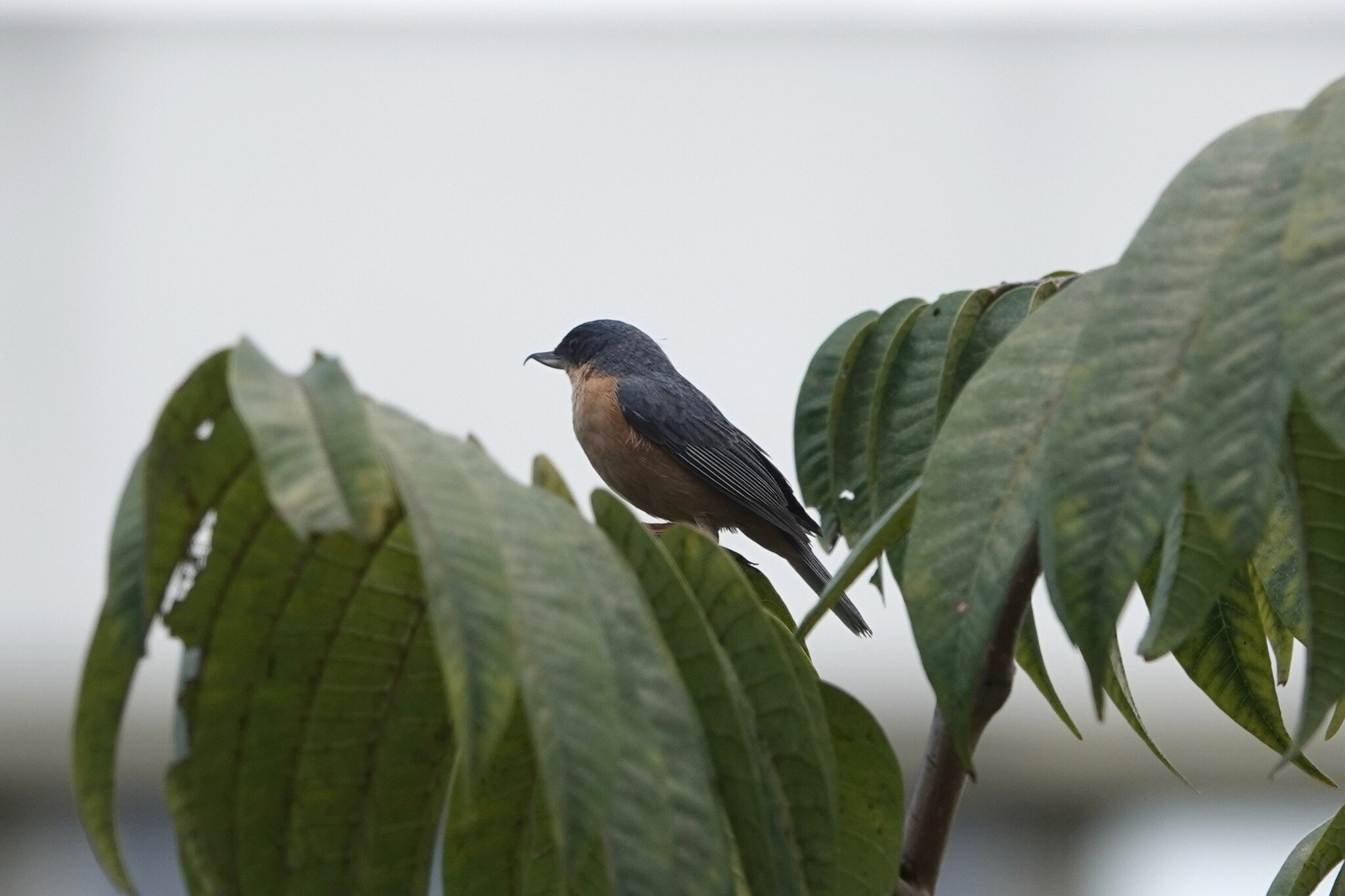 Rusty Flowerpiercer (Diglossa sittoides), photo 10