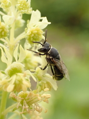 Hylaeus signatus
