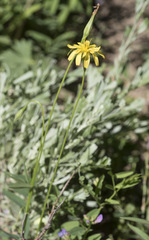 Microseris nutans