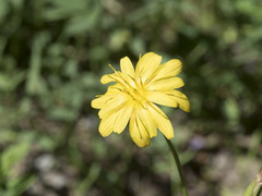 Microseris nutans