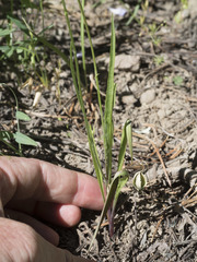 Microseris nutans