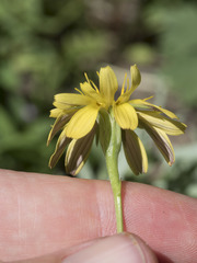 Microseris nutans