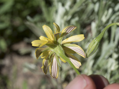 Microseris nutans