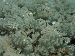 Coryphopterus tortugae