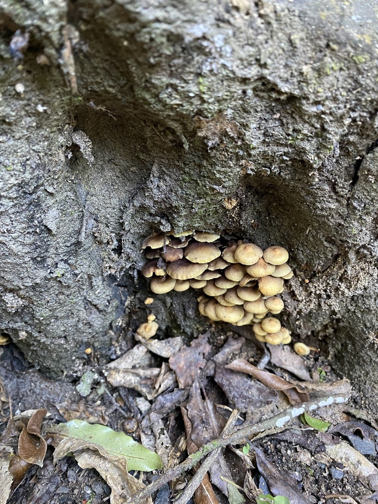 Hypholoma acutum · April 2025 · photo: © caitlin_anderson1 (iNaturalist, cc-by)