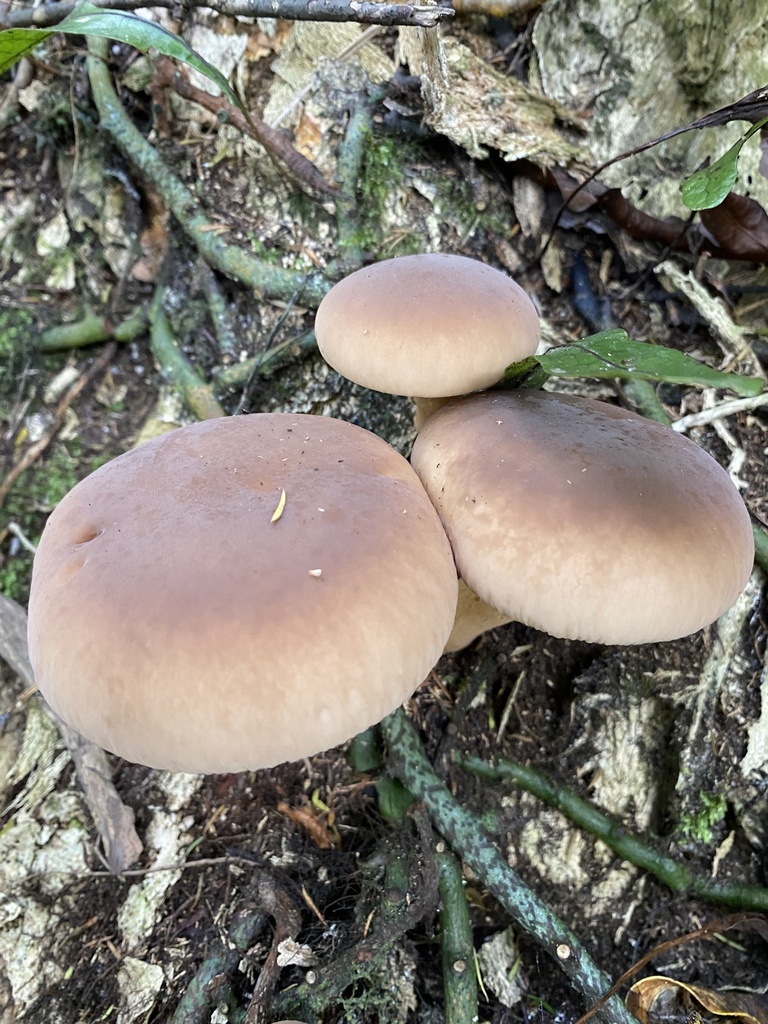 Cyclocybe parasitica · April 2025 · photo: © caitlin_anderson1 (iNaturalist, cc-by)
