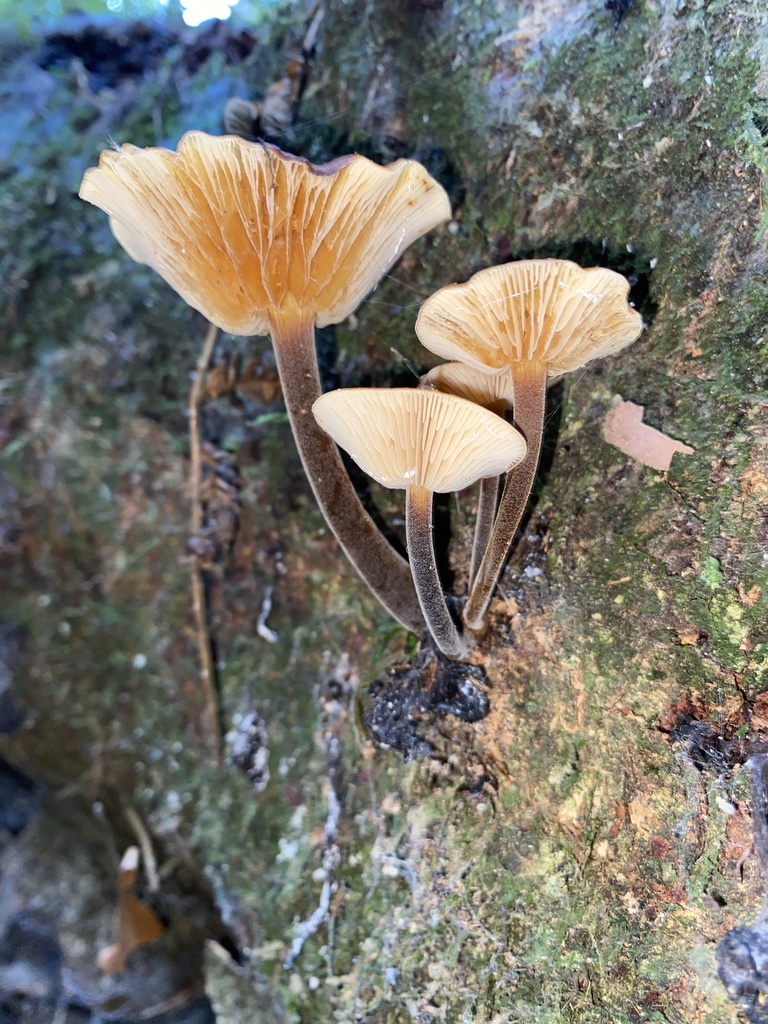 Flammulina velutipes · April 2025 · photo: © caitlin_anderson1 (iNaturalist, cc-by)