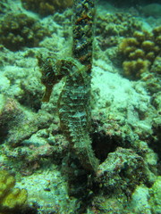 Hippocampus ingens